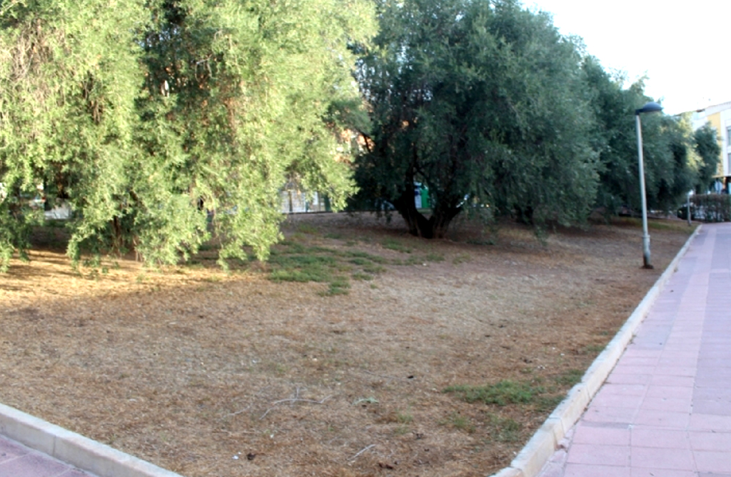 Un vecino podr recoger las aceitunas de las oliveras propiedad del Ayuntamiento